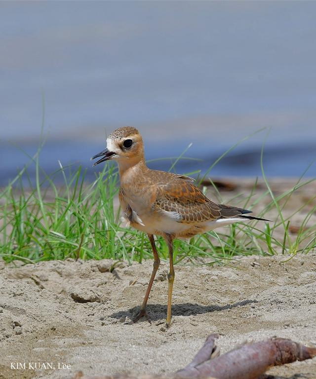 image 8343 of Oriental Plover